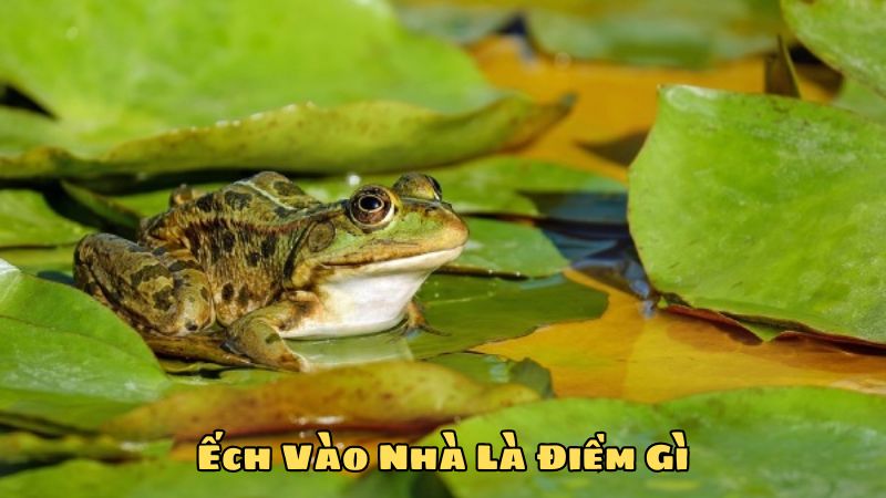 Ếch Vào Nhà Là Điềm Gì