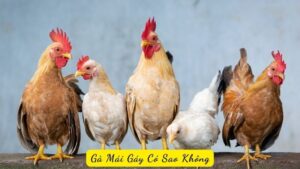 Giải Mã: Gà Mái Gáy Có Sao Không?