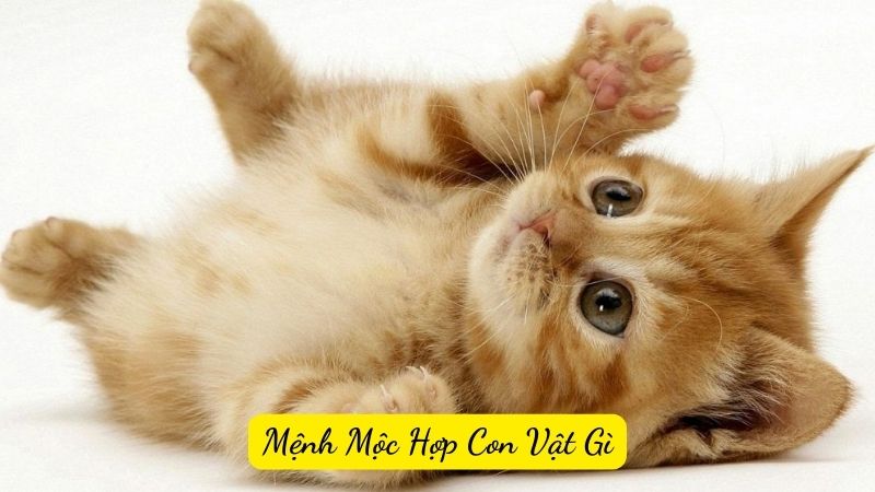 Mệnh Mộc Hợp Con Vật Gì Để Thu Hút Tài Lộc