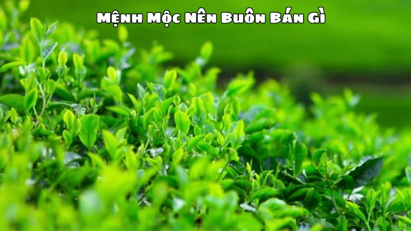 Mệnh Mộc Nên Buôn Bán Gì