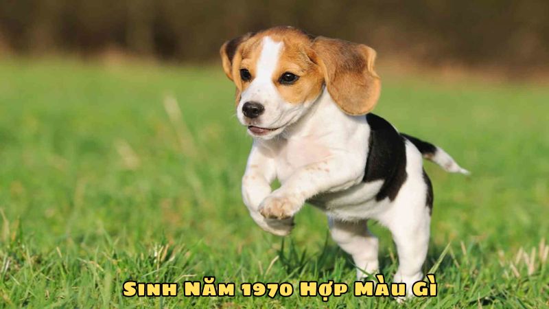 Sinh Năm 1970 Hợp Màu Gì