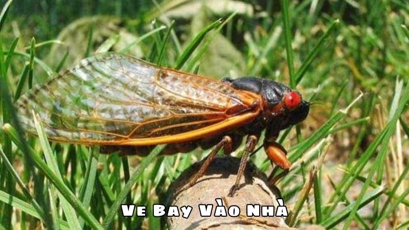 Ve Bay Vào Nhà Có Điềm Báo Gì?